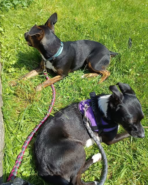 Por un parque de perros en la&nbsp;Atalía